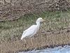 Photo of Cattle Egret at Little Marlow GP, Buckinghamshire. Taken by Tony James on 15th April 2026.