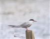 Photo of Common Tern at Little Marlow GP, Buckinghamshire. Taken by Tony James on 15th April 2026.