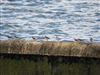 Photo of Common Sandpiper at Furzton Lake, Milton Keynes, Buckinghamshire. Taken by Harry Appleyard on 15th April 2026.