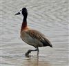 Photo of OTHER SPECIES at Amersham Flood Meadows, Buckinghamshire. Taken by Graham Smith on 16th April 2026.