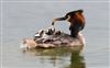 Photo of Great Crested Grebe at Weston Turville Reservoir, Buckinghamshire. Taken by Don Stone on 12th April 2026.