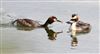Photo of Great Crested Grebe at Weston Turville Reservoir, Buckinghamshire. Taken by Don Stone on 12th April 2026.