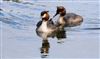 Photo of Great Crested Grebe at Weston Turville Reservoir, Buckinghamshire. Taken by Don Stone on 12th April 2026.