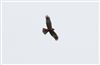 Photo of Marsh Harrier at Gallows Bridge Farm, Gallows Bridge, Buckinghamshire. Taken by Don Stone on 14th April 2026.