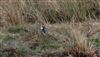 Photo of Lapwing at Gallows Bridge Farm, Gallows Bridge, Buckinghamshire. Taken by Don Stone on 14th April 2026.