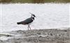 Photo of Lapwing at Gallows Bridge Farm, Gallows Bridge, Buckinghamshire. Taken by Don Stone on 14th April 2026.