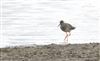 Photo of Redshank at Gallows Bridge Farm, Gallows Bridge, Buckinghamshire. Taken by Don Stone on 14th April 2026.