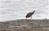 Photo of Redshank at Gallows Bridge Farm, Gallows Bridge, Buckinghamshire. Taken by Don Stone on 14th April 2026.