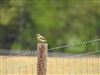 Photo of Wheatear at Ravenstone STW, Ravenstone, Buckinghamshire. Taken by Robert Norris on 17th April 2026.