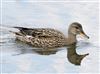 Photo of Gadwall at Linford Reserve, Linford GPs, Buckinghamshire. Taken by Michael Haberfield on 13th April 2026.