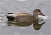 Photo of Gadwall at Linford Reserve, Linford GPs, Buckinghamshire. Taken by Michael Haberfield on 13th April 2026.