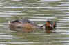 Photo of Great Crested Grebe at Linford Reserve, Linford GPs, Buckinghamshire. Taken by Michael Haberfield on 13th April 2026.
