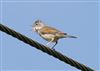 Photo of Whitethroat at Pitstone Hill, Buckinghamshire. Taken by Michael Haberfield on 13th April 2026.