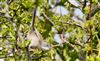 Photo of Whitethroat at Pitstone Hill, Buckinghamshire. Taken by Michael Haberfield on 13th April 2026.