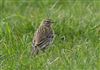 Photo of Meadow Pipit at Pitstone Hill, Buckinghamshire. Taken by Michael Haberfield on 13th April 2026.