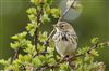 Photo of Meadow Pipit at Pitstone Hill, Buckinghamshire. Taken by Michael Haberfield on 13th April 2026.