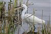 Photo of Little Egret at Linford Reserve, Linford GPs, Buckinghamshire. Taken by Michael Haberfield on 15th April 2026.