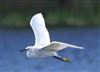 Photo of Little Egret at Linford Reserve, Linford GPs, Buckinghamshire. Taken by Michael Haberfield on 15th April 2026.