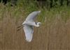 Photo of Great White Egret at Linford Reserve, Linford GPs, Buckinghamshire. Taken by Michael Haberfield on 15th April 2026.