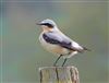 Wheatear at Ivinghoe Beacon, Buckinghamshire. Photographed by James Reader on 21st April 2026.