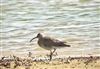 Photo of Whimbrel at Little Marlow GP, Buckinghamshire. Taken by Graham Smith on 22nd April 2026.