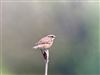 Photo of Whinchat at Amersham Flood Meadows, Buckinghamshire. Taken by Paul Watts on 22nd April 2026.