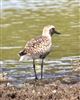 Photo of Grey Plover at Dorney Common, Dorney, Buckinghamshire. Taken by Graham Smith on 23rd April 2026.