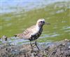 Photo of Grey Plover at Dorney Common, Dorney, Buckinghamshire. Taken by Tony James on 23rd April 2026.
