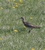 Whimbrel at Pitstone Hill, Buckinghamshire. Photographed by Stewart Dennis on 23rd April 2026.