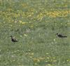 Whimbrel at Pitstone Hill, Buckinghamshire. Photographed by Stewart Dennis on 23rd April 2026.