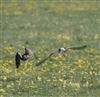 Whimbrel at Pitstone Hill, Buckinghamshire. Photographed by Stewart Dennis on 23rd April 2026.