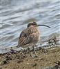 Photo of Whimbrel at Little Marlow GP, Buckinghamshire. Taken by Tony James on 22nd April 2026.