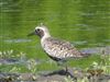 Photo of Grey Plover at Dorney Common, Dorney, Buckinghamshire. Taken by David Cleal on 23rd April 2026.