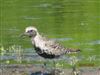 Photo of Grey Plover at Dorney Common, Dorney, Buckinghamshire. Taken by David Cleal on 23rd April 2026.