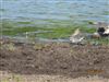 Photo of Grey Plover at Dorney Common, Dorney, Buckinghamshire. Taken by David Cleal on 23rd April 2026.