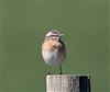 Photo of Whinchat at Little Marlow - Emmetts Fields, Buckinghamshire. Taken by Tony James on 24th April 2026.