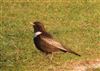 Photo of Ring Ouzel at Steps Hill, Buckinghamshire. Taken by Mike Wallen on 13th April 2026.