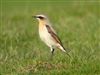 Photo of Wheatear at Ivinghoe Beacon, Buckinghamshire. Taken by Mike Wallen on 13th April 2026.