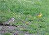 Photo of White Wagtail at Rowsham, Buckinghamshire. Taken by Mike Wallen on 19th April 2026.