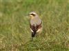 Photo of Wheatear at Ivinghoe Beacon, Buckinghamshire. Taken by Mike Wallen on 20th April 2026.