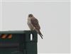 Photo of Merlin at Rowsham, Buckinghamshire. Taken by Mike Wallen on 21st April 2026.