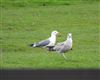 Photo of Yellow-legged Gull at Rowsham, Buckinghamshire. Taken by Ted Wallen on 15th April 2026.