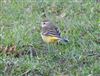 Photo of Yellow Wagtail at Rowsham, Buckinghamshire. Taken by Ted Wallen on 20th April 2026.