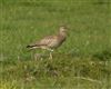 Whimbrel at Ivinghoe Beacon, Buckinghamshire. Photographed by Ted Wallen on 25th April 2026.