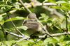 Photo of Chiffchaff at Pitstone Hill, Buckinghamshire. Taken by Michael Haberfield on 19th April 2026.