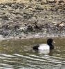 Photo of Lesser Scaup at College Lake, Buckinghamshire. Taken by Ben Miller on 28th April 2026.
