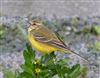 Photo of Yellow Wagtail at Amersham Flood Meadows, Buckinghamshire. Taken by James Reader on 28th April 2026.