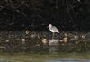Photo of Greenshank at Willen Lake North, Willen Lakes, Buckinghamshire. Taken by Michael Haberfield on 28th April 2026.