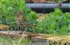 Photo of Song Thrush at Lee Common , Buckinghamshire. Taken by Don Stone on 20th April 2026.