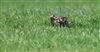Photo of Mistle Thrush at Brill, Buckinghamshire. Taken by Don Stone on 21st April 2026.